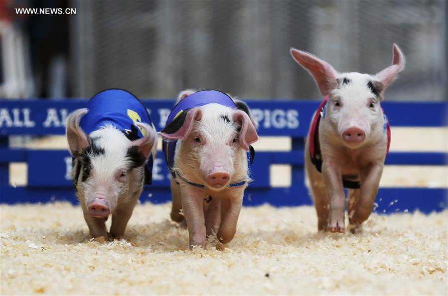Etats-Unis : course de cochons à Los Angeles