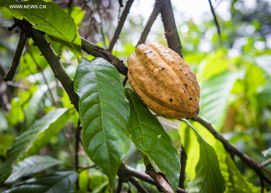 Le Ghana fait du cacao son principal produit à la CIIE