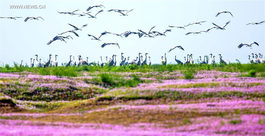 Chine : oiseaux migrateurs au lac Poyang 