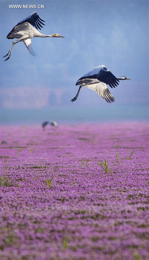 Chine : oiseaux migrateurs au lac Poyang 