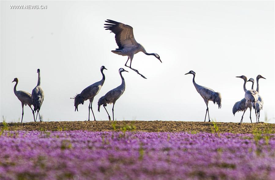 Chine : oiseaux migrateurs au lac Poyang 