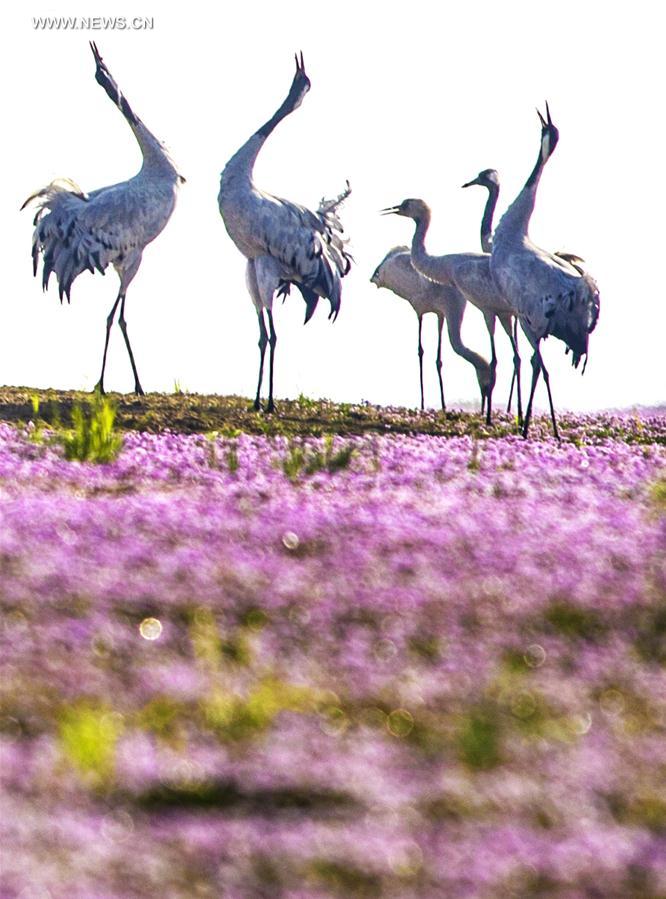 Chine : oiseaux migrateurs au lac Poyang 