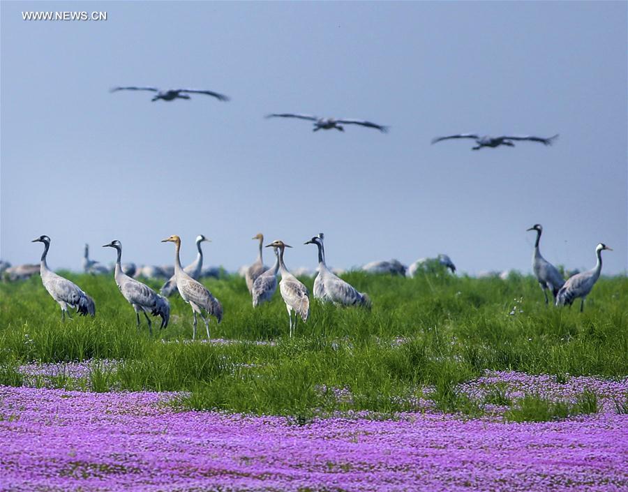 Chine : oiseaux migrateurs au lac Poyang 