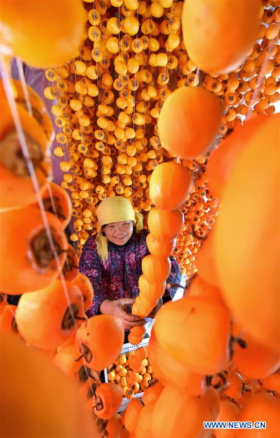 Chine : culture du kaki pour augmenter les revenus des paysans