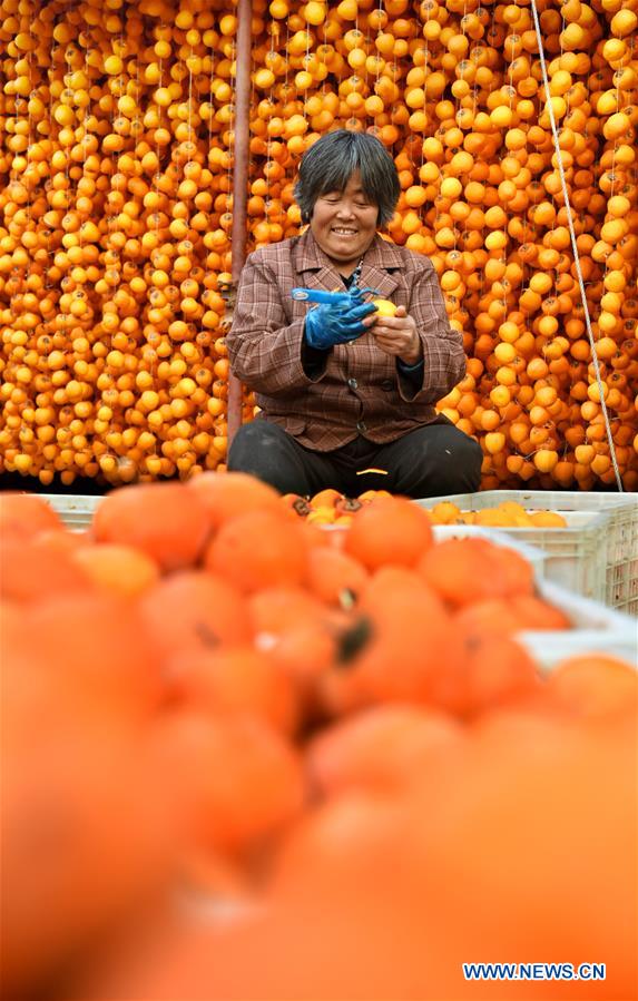 Chine : culture du kaki pour augmenter les revenus des paysans