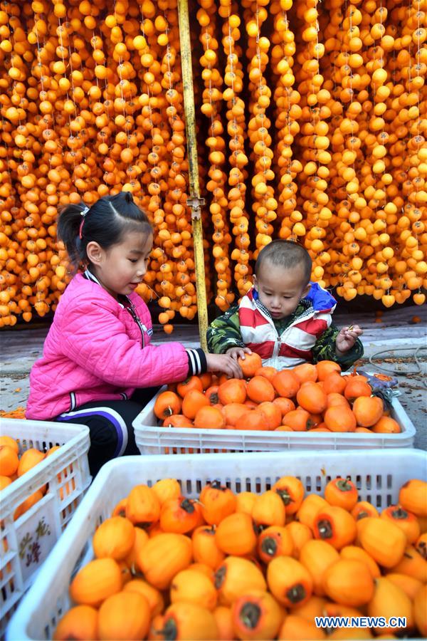 Chine : culture du kaki pour augmenter les revenus des paysans