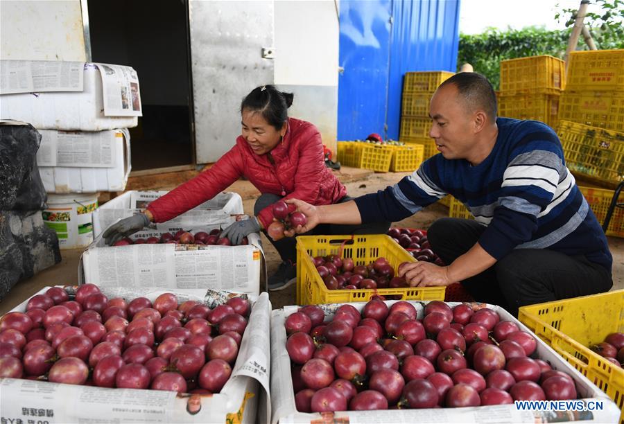 Chine : l'industrie fruitière au Guangxi