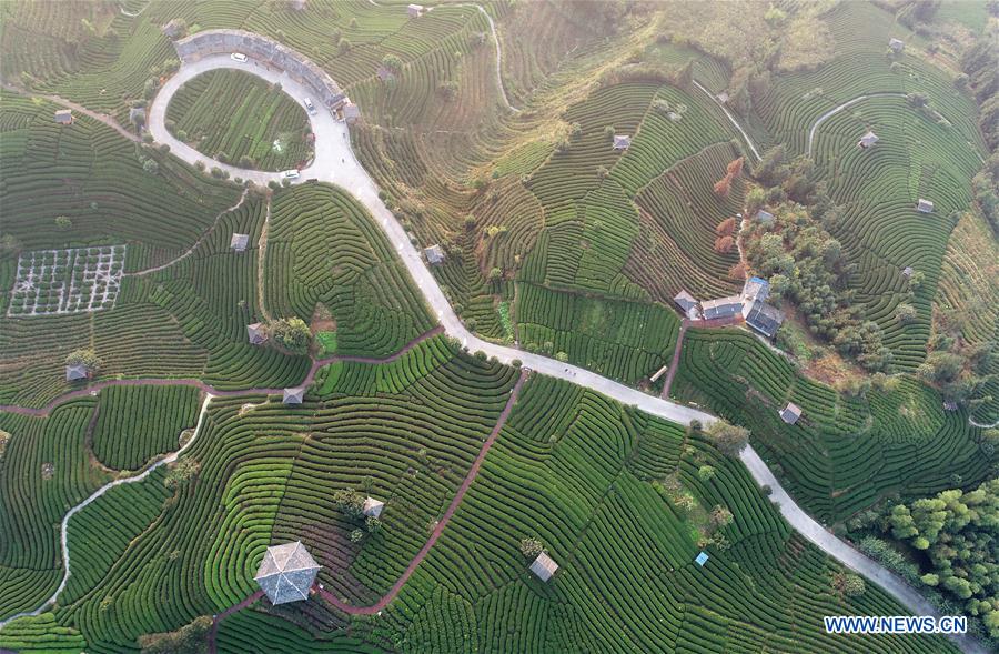 Chine : jardin de thé au Guangxi