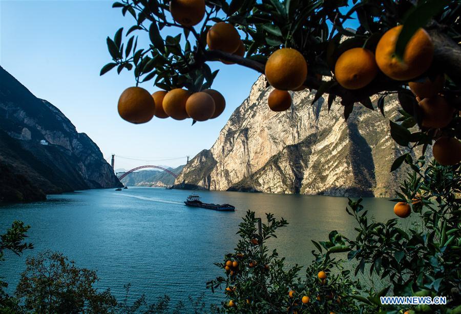 Chine : récolte d'oranges navels à Zigui