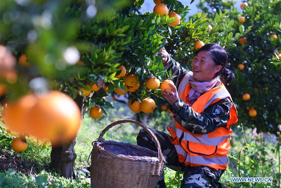 Chine : récolte d'oranges navels à Zigui