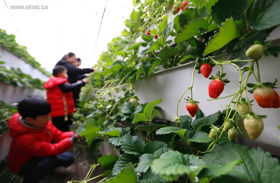 Chine : culture de fraises sous serre à Qingdao