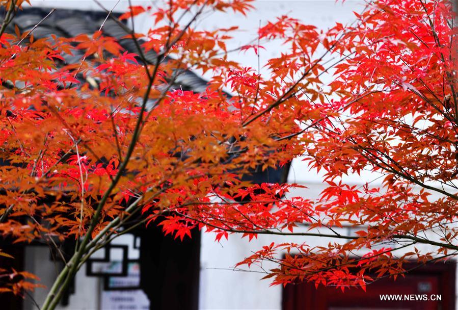 Feuilles d'érable en Chine