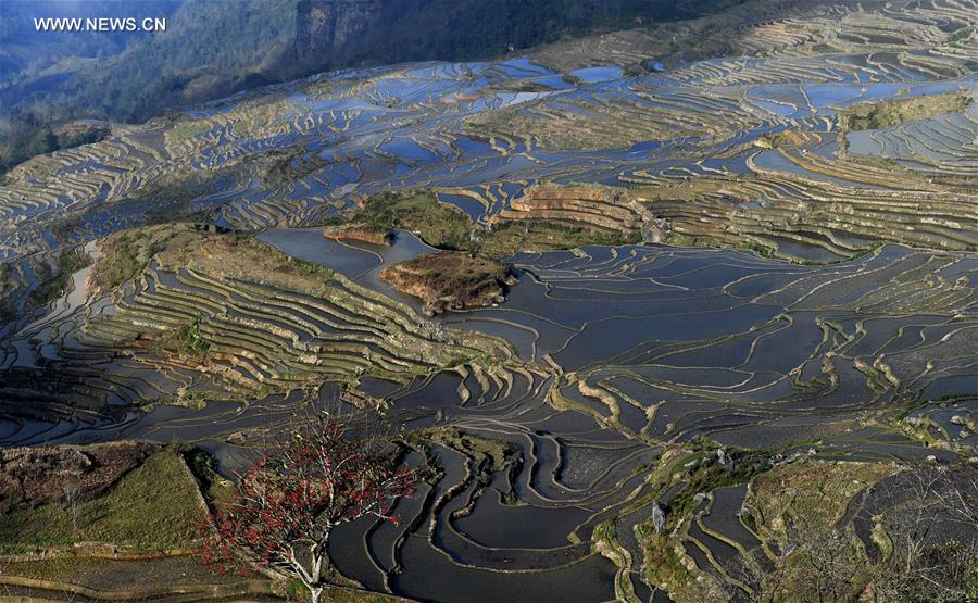 Chine : rizières en terrasse dans le Yunnan