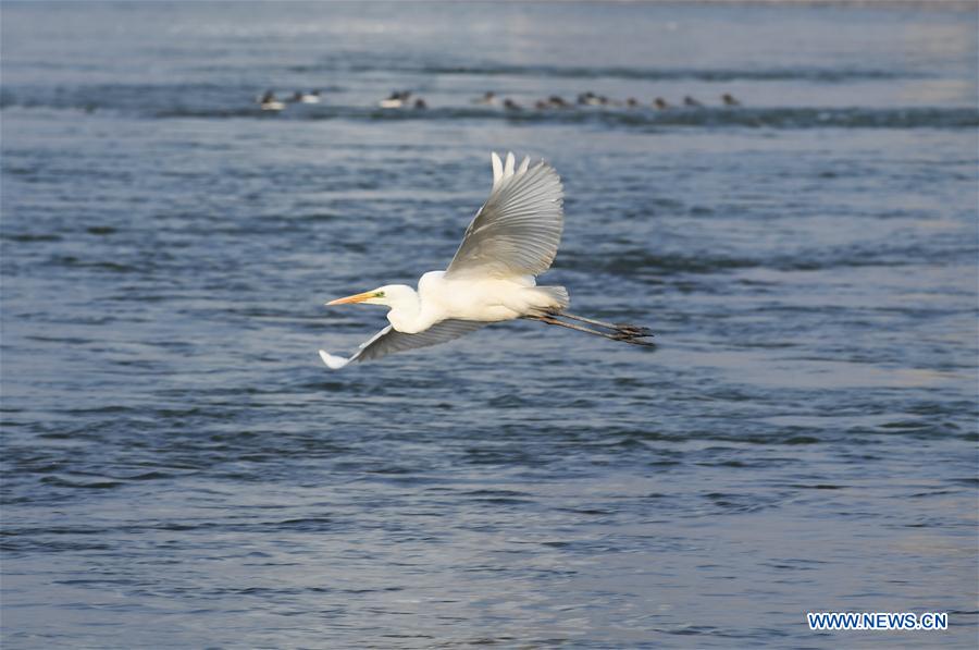 Chine : des oiseaux aquatiques à Lanzhou