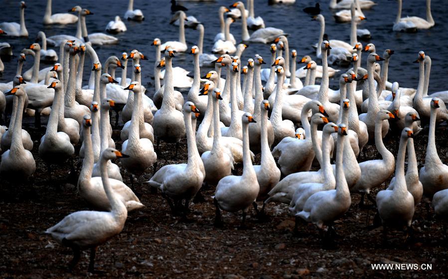 Chine : cygnes blancs au Henan