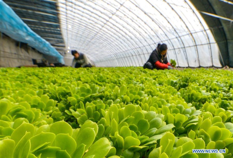 CHINA-HEBEI-SHIJIAZHUANG-SUCCULENT PLANTS-FARMING (CN)