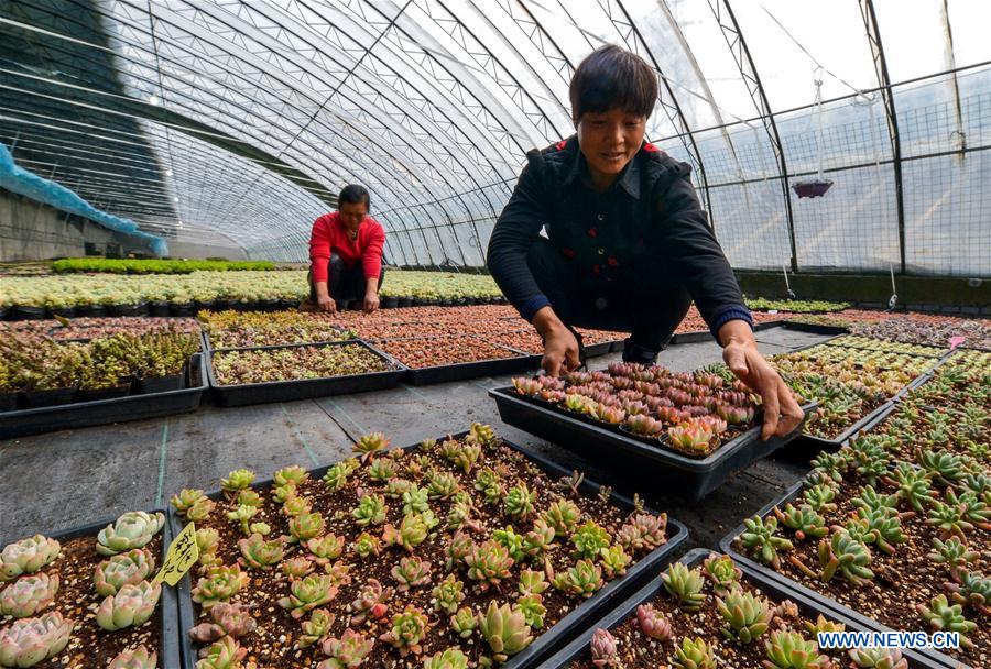 CHINA-HEBEI-SHIJIAZHUANG-SUCCULENT PLANTS-FARMING (CN)