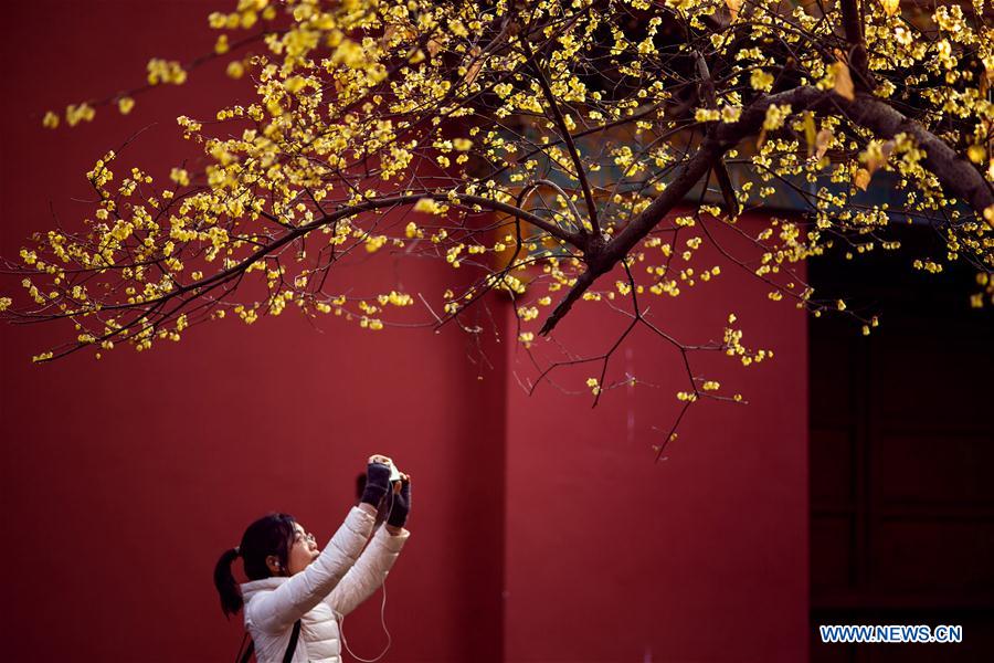 Chine: floraisons hivernales