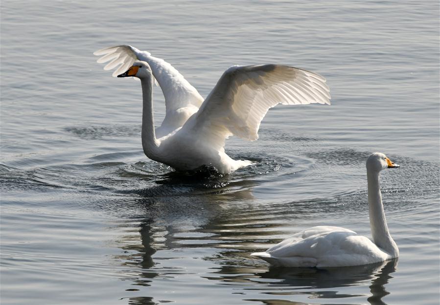 Des cygnes passent l'hiver au Shandong