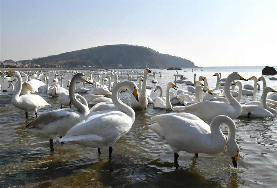 Des cygnes passent l'hiver au Shandong