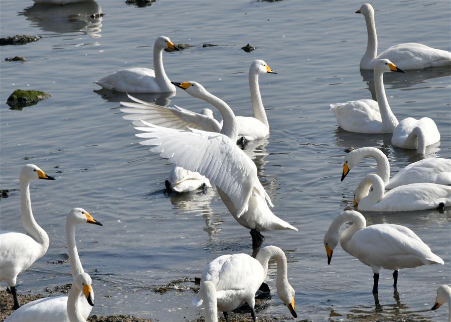 Des cygnes passent l'hiver au Shandong