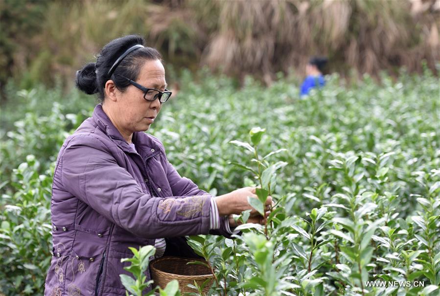 Chine : cueillette du thé au Guangxi
