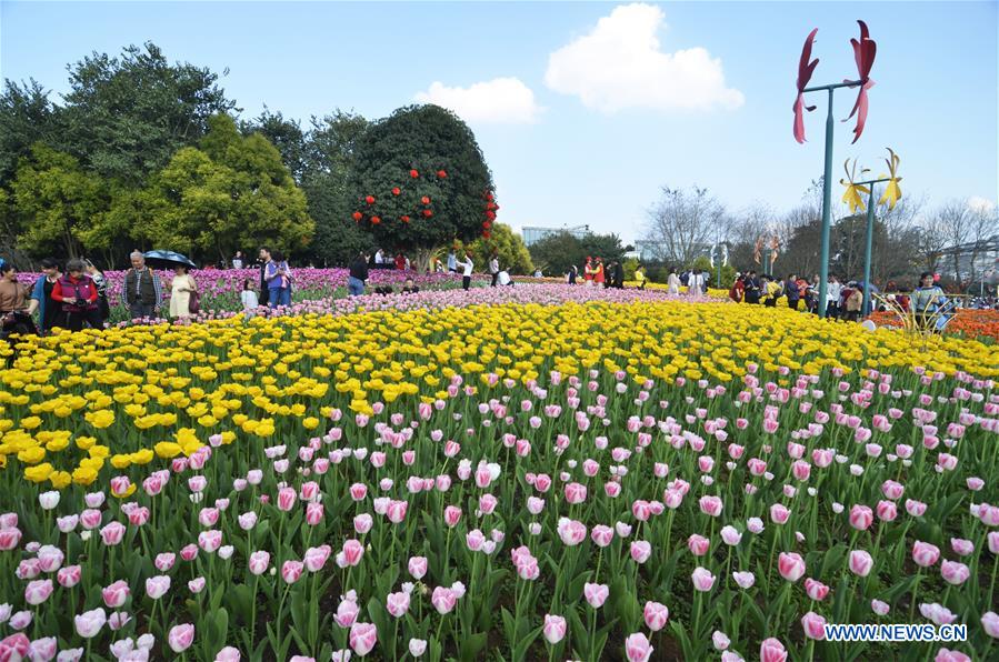 Chine : tulipes au Guangxi lors de la fête du Printemps