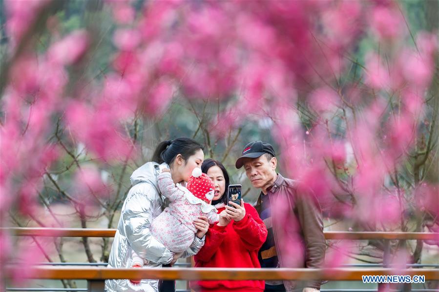 Chine : arbres en fleurs lors de la fête du Printemps