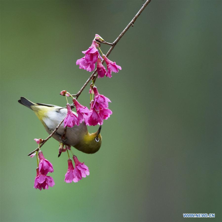 Chine : oiseau du printemps