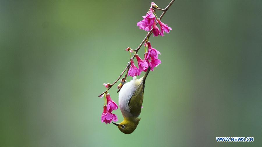 Chine : oiseau du printemps