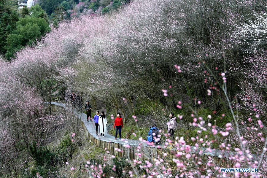 Chine : floraison des pruniers dans un village de l'est 