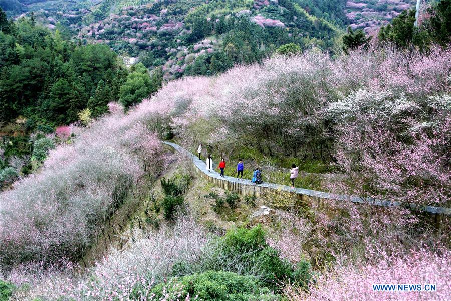 Chine : floraison des pruniers dans un village de l'est 