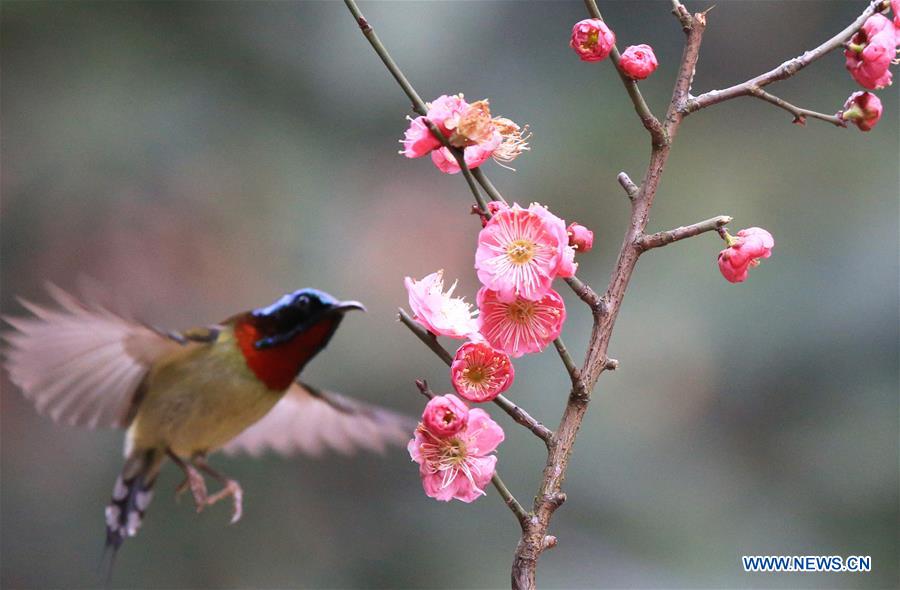 Chine : oiseaux et fleurs de prunier au Hunan