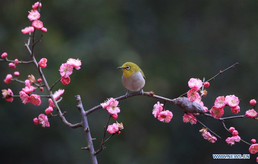 Chine : oiseaux et fleurs de prunier au Hunan