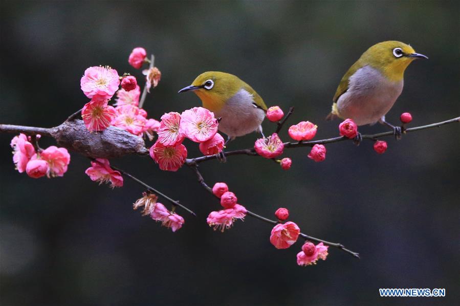 Chine : oiseaux et fleurs de prunier au Hunan