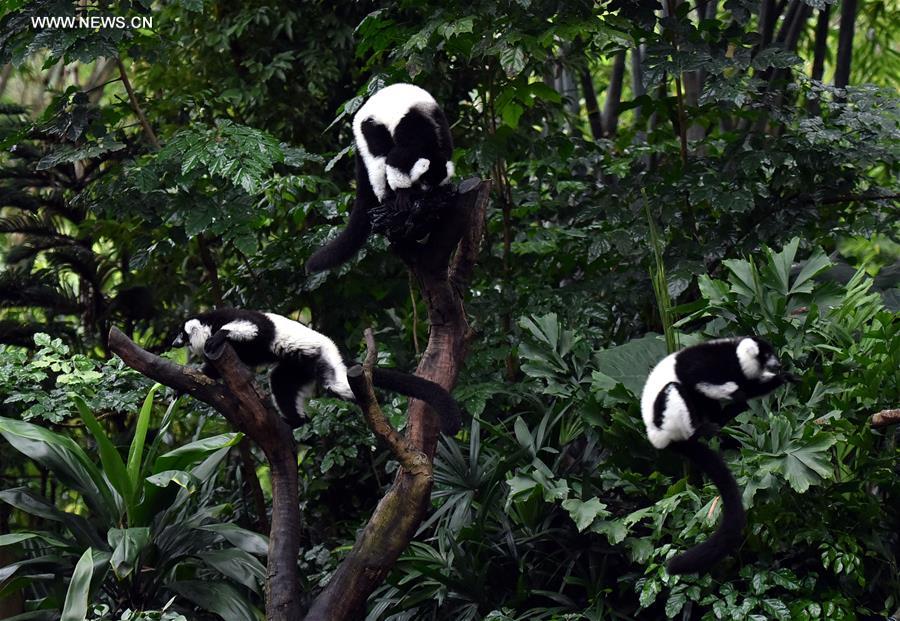 Chine : triplés varis noir et blanc dans un parc du Guangdong