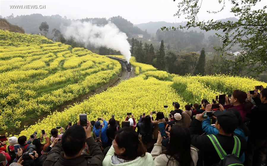 Chine : train à vapeur dans des champs de colza en fleurs