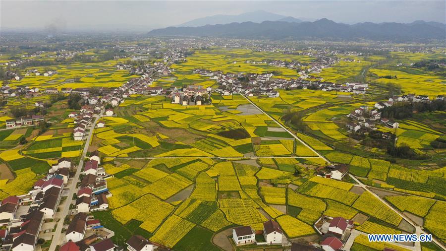 Chine : champs de colza dans le nord-ouest