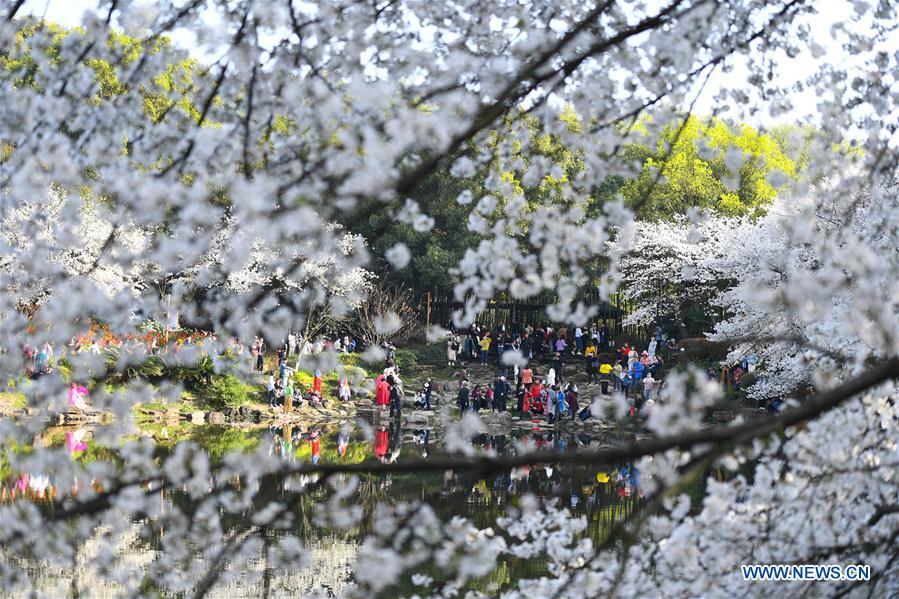 Chine : cerisiers en fleur dans la province du Hunan