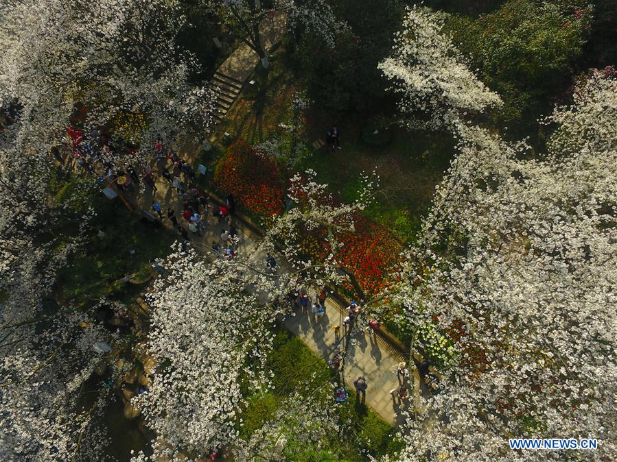Chine: cerisiers en fleur dans la province du Hunan