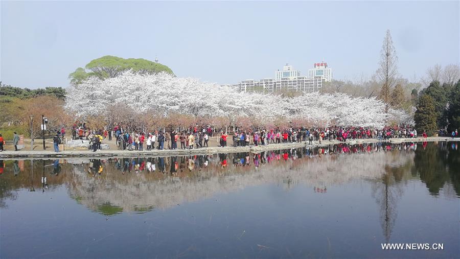 Cerisiers en fleurs à Beijing 