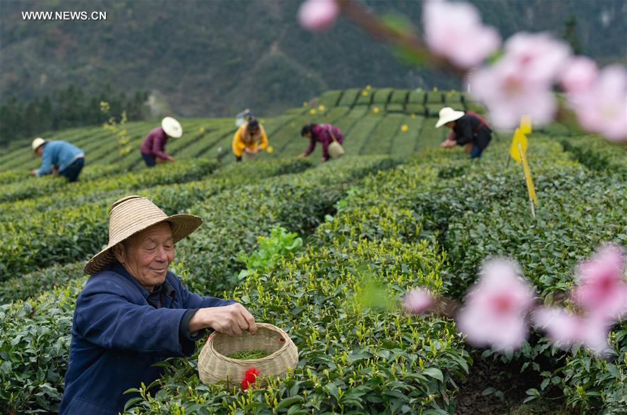 Chine : récolte du thé dans le centre du pays