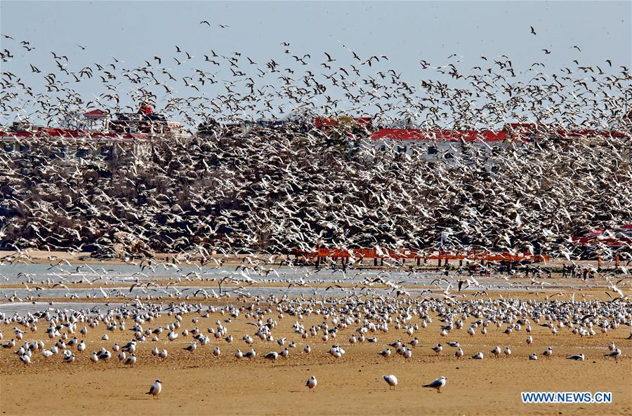 Chine : des oiseaux migrateurs à Qinghuangdao