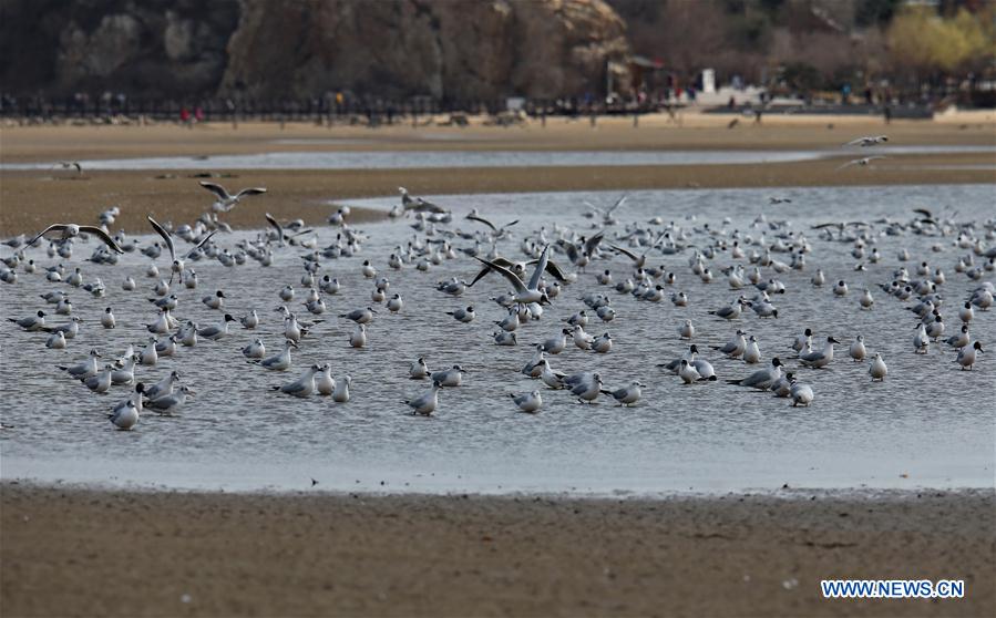 Chine : des oiseaux migrateurs à Qinhuangdao