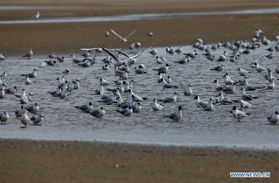 Chine : des oiseaux migrateurs à Qinhuangdao