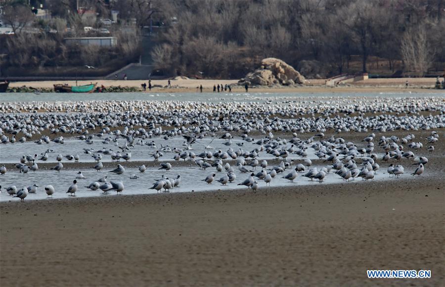 Chine : des oiseaux migrateurs à Qinhuangdao