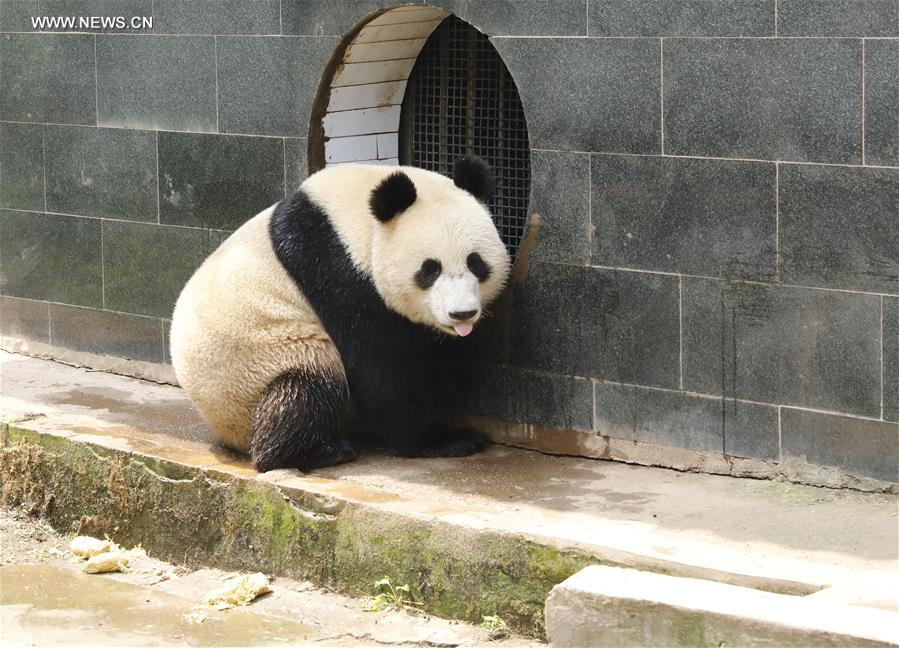 Chine : deux pandas géants partent pour la Russie