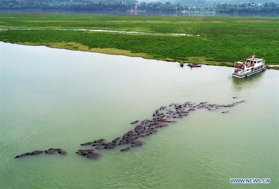 Chine : des buffles traversent une rivière au Sichuan
