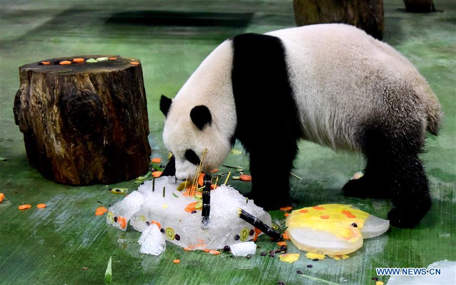 Célébration du sixième anniversaire du panda géant "Yuanzai" à Taiwan