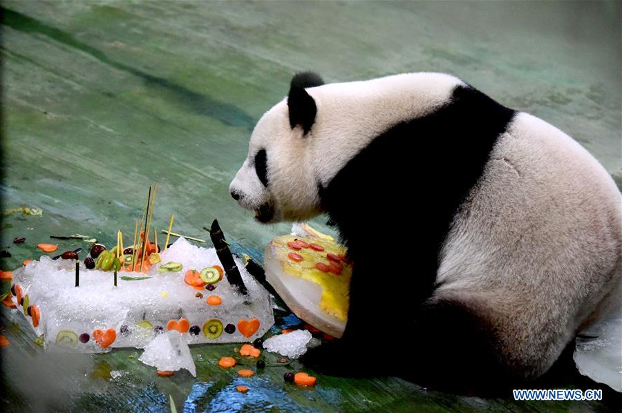 Célébration du sixième anniversaire du panda géant "Yuanzai" à Taiwan